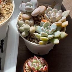 多肉植物　色々セットの画像