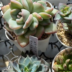 多肉植物　色々セットの画像