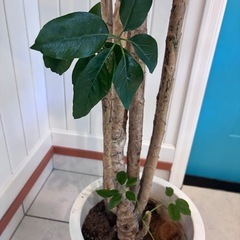 170センチ　シェフレラ　西海岸風インテリア シンボルツリー 引き取り限定の画像