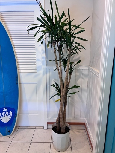7【ドラセナ 約190cm】特大サイズ｜西海岸インテリア｜シンボルツリー｜BLUE DOOR PLANTS
