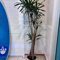 【ドラセナ 約190cm】特大サイズ｜西海岸インテリア｜シンボルツリー｜BLUE DOOR PLANTSの画像