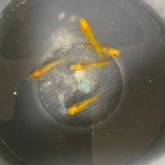 メダカ無人販売
の画像