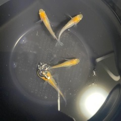 メダカ無人販売
の画像