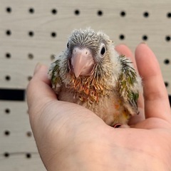 ウロコインコパイナップル026 ご家族様募集中🪧
