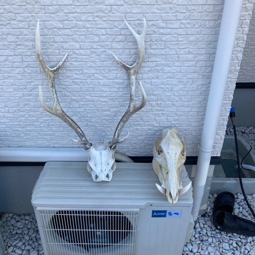 鹿の角　　　猪牙