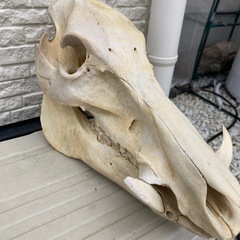 鹿の角　　　猪牙の画像