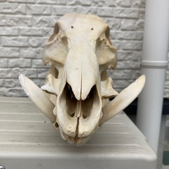 鹿の角　　　猪牙の画像