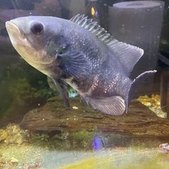 コロンビアワイルドオスカーの画像