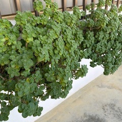 アロマティカスの画像