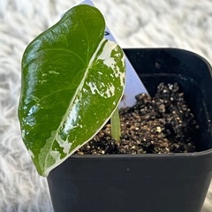 ⭐️お譲り先決定❗️【観葉植物】アロカシアグリーンベルベット斑入りの画像