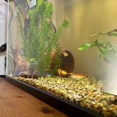 クラウンローチ　熱帯魚　生体　アクアリウム　引き取りのみの画像