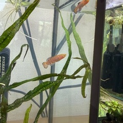 ノソブランキウス ラコビー 若魚 オス2匹の画像