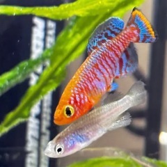 ノソブランキウス ラコビー 若魚 オス2匹の画像