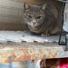 至急❣️グリーン目色👁️手術後のお渡しです🐈