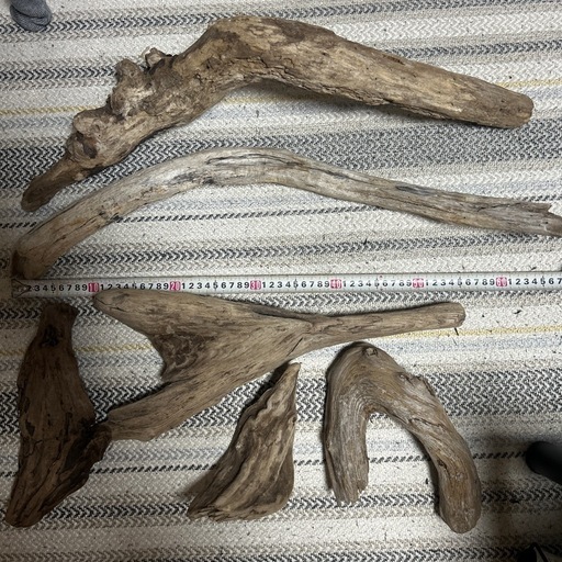 爬虫類 水槽アクアリウム流木