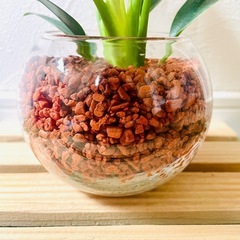 フィロデンドロン　バーキン　観葉植物　ハイドロカルチャー　セラミスの画像