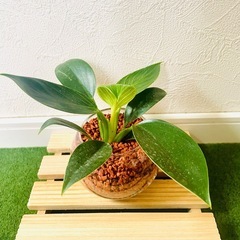 フィロデンドロン　バーキン　観葉植物　ハイドロカルチャー　セラミスの画像