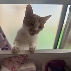 至急、里親募集 写真追加