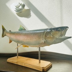 イトウ剥製の画像