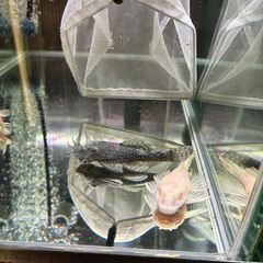 【直接引取】即戦力ミニブッシープレコ2ペアの画像