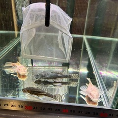 【直接引取】即戦力ミニブッシープレコ2ペアの画像