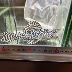 【直接引取】即戦力キンペコ♂①の画像