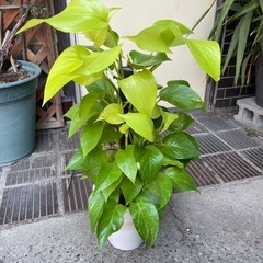 観葉植物　ポトスライム　高さ６５センチ