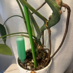 観葉植物：モンステラの画像
