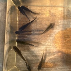 オランジェメダカ"若魚)5匹の画像