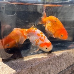 決まりました　金魚(ドラゴンスケールらんちゅう) 1匹2000円 の画像