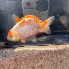 決まりました　金魚(ドラゴンスケールらんちゅう) 1匹2000円 の画像