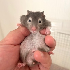 生後1ヶ月のゴールデンハムスター