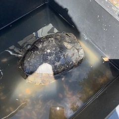 カメ 甲羅が２０センチの画像