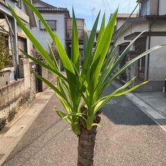 観葉植物　ユッカ　高さ１７０センチの画像