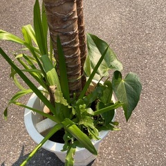 観葉植物　ユッカ　高さ１７０センチの画像