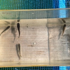 フロマージュ(成魚)-2ペアの画像