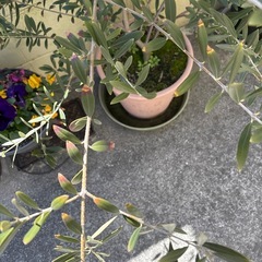 ［受付終了］オリーブの木の画像