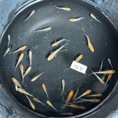 夜桜めだかの画像