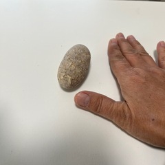 バンクシアの石　　ホルミシスの画像