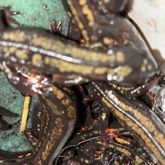 自家繁殖CB個体強金箔シリケンイモリ5匹10000円着払いの画像