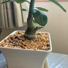 アデニウム　オベスム　鉢ごと　塊根植物　　観葉植物の画像