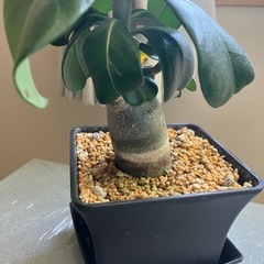 アデニウム　オベスム　鉢ごと　塊根植物　　観葉植物の画像