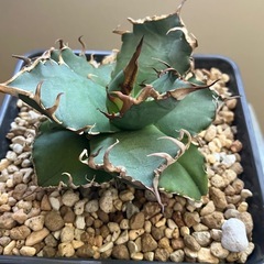 アガベ　チタノタ　スーパーシーザー　観葉植物　塊根植物の画像
