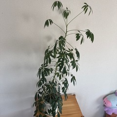 <お譲り先決まりました！>観葉植物の画像