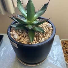 アガベ　チタノタ　ホリダ　観葉植物　塊根植物の画像