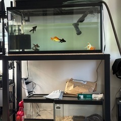 90センチ水槽の画像
