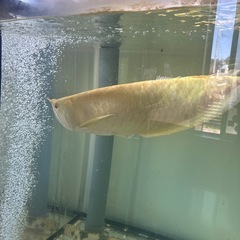 アルビノシルバーアロワナの画像