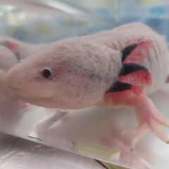 ウーパールーパーの画像