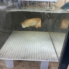 アルビノシルバーアロワナの画像