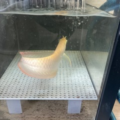 アルビノシルバーアロワナの画像